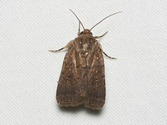 Proteuxoa nyctereutica