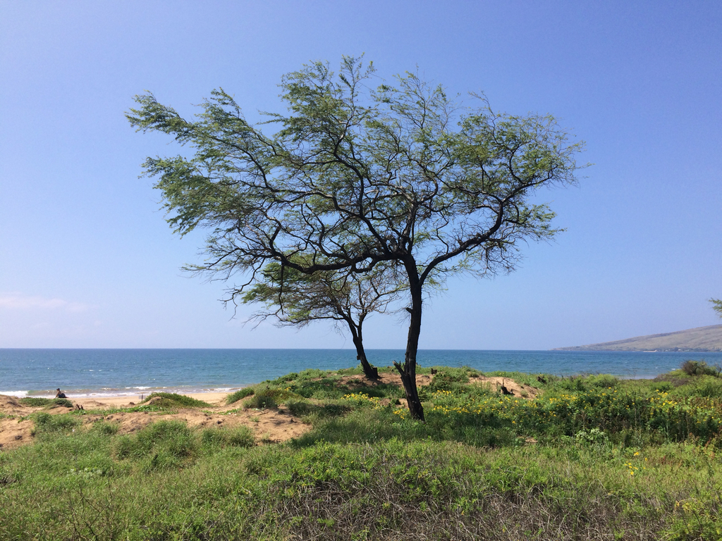 Prosopis pallida (Humb. & Bonpl. ex Willd.) Kunth 4