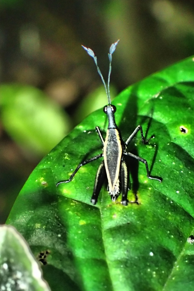 Ophiotettix cygnicollis (Ophiotettix cygnicollis)