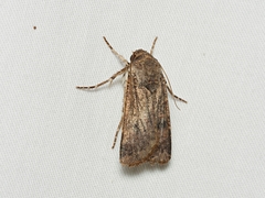 Proteuxoa nyctereutica