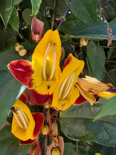 Thunbergia mysorensis (Thunbergia mysorensis)