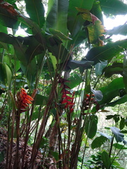 Heliconia bihai