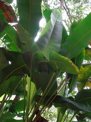 Heliconia bihai