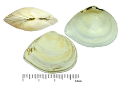 Heteromacoma irus