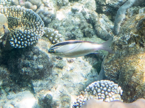 Scolopsis bilineata