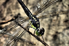 Agrionoptera longitudinalis