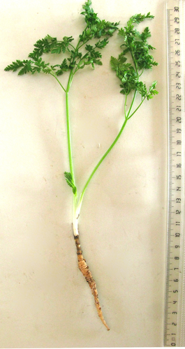 Conium chaerophylloides (Conium chaerophylloides)