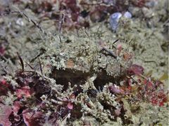 Crenarctus bicuspidatus