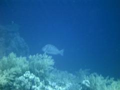 Lethrinus mahsena