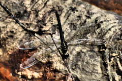 Agrionoptera longitudinalis