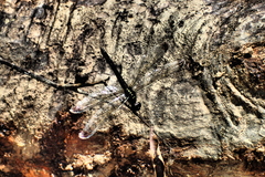 Agrionoptera longitudinalis