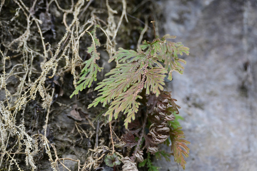 Gemmiferous Spikemoss