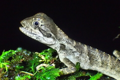 Hypsilurus