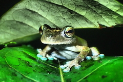 Ranoidea genimaculata