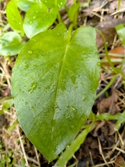 Typhonium flagelliforme