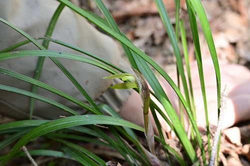 Noble Orchid