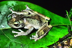 Ranoidea genimaculata