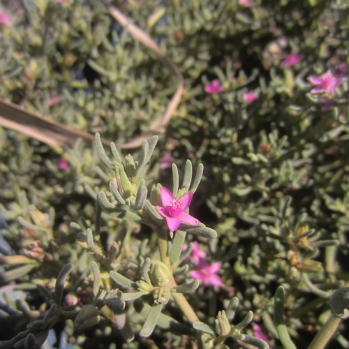 Western Seapurslane (Sesuvium verrucosum)