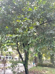 Antidesma bunius