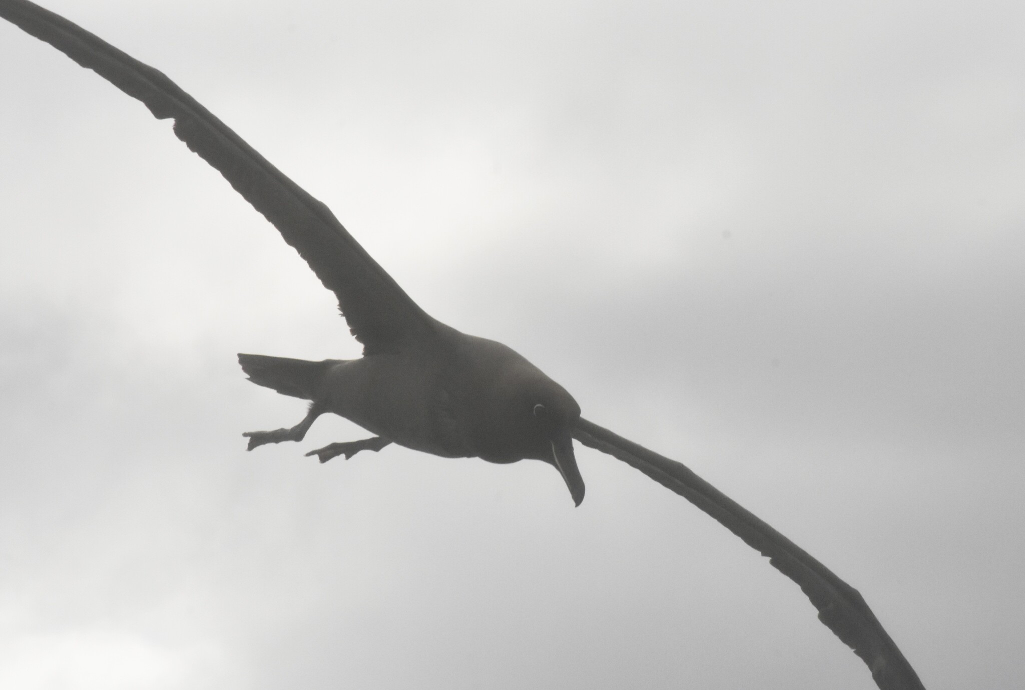 Sooty Albatross (Phoebetria fusca), photo 2
