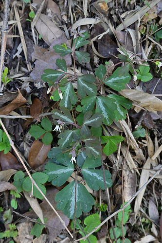 Muskroot semiaquilegia