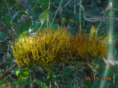Combretum fruticosum