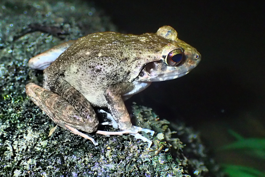 Papua Wrinkled Ground Frog