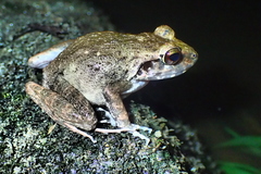 Papua Wrinkled Ground Frog photo 1