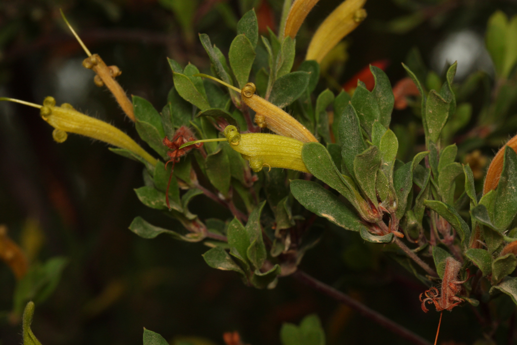 Green Honeysuckle