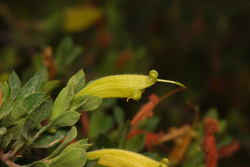 Green Honeysuckle (Lambertia rariflora)