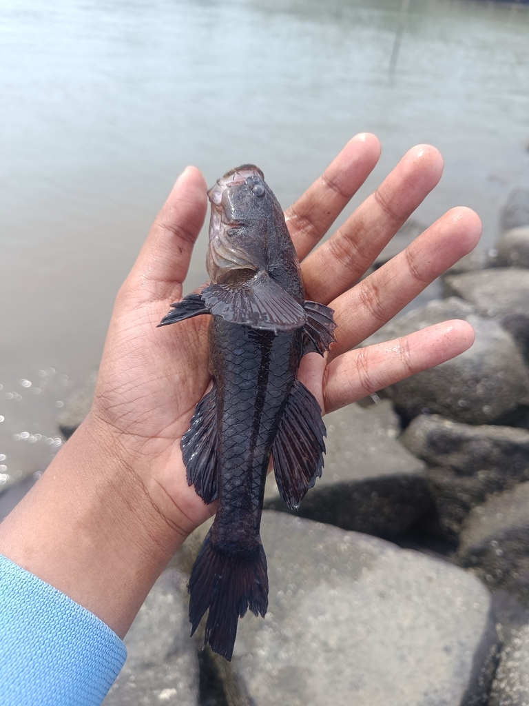 Small-eyed Sleeper (Prionobutis microps)
