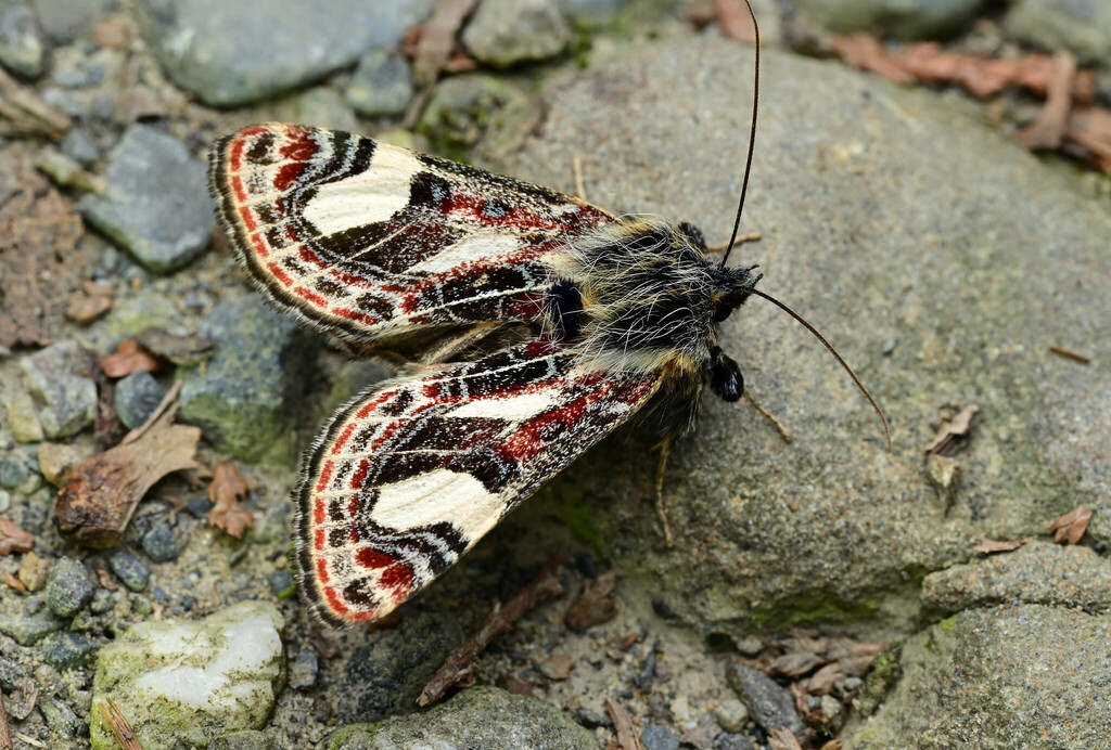 Maikona yazakii