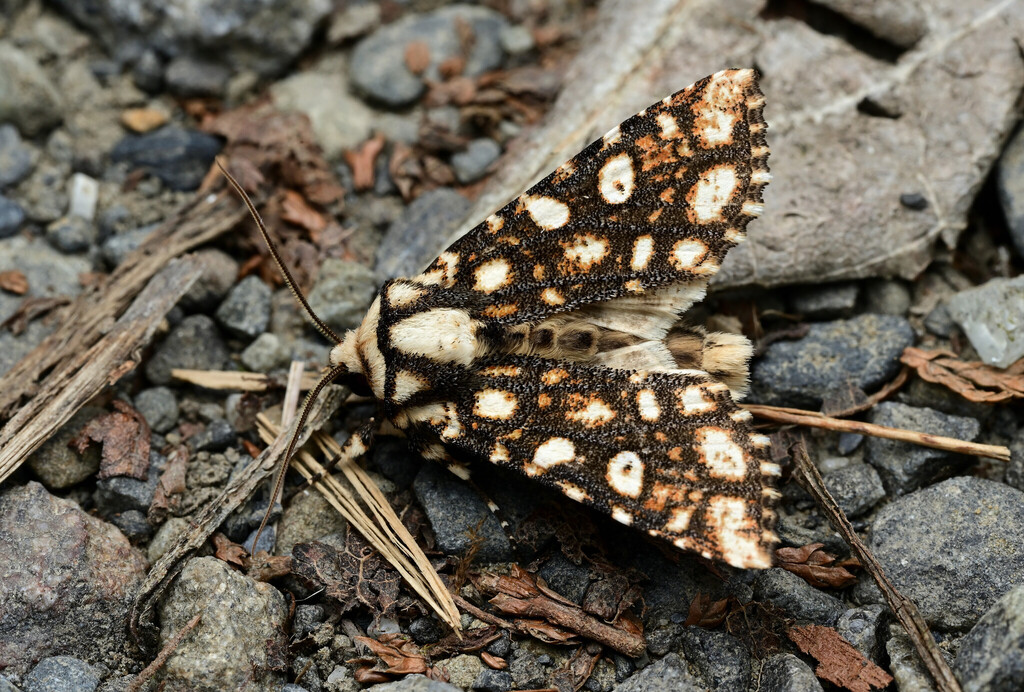 Houlberthosia