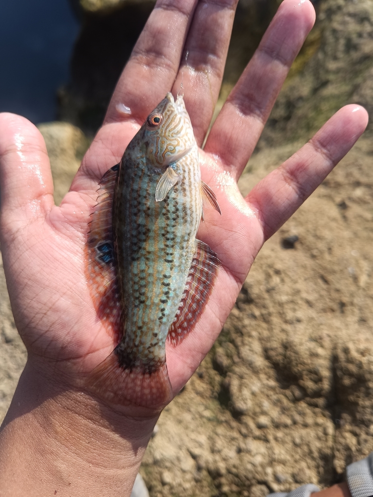 Lineblotch Wrasse (Halichoeres pardaleocephalus)