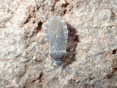 Catorhintha apicalis