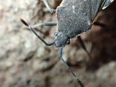 Catorhintha apicalis