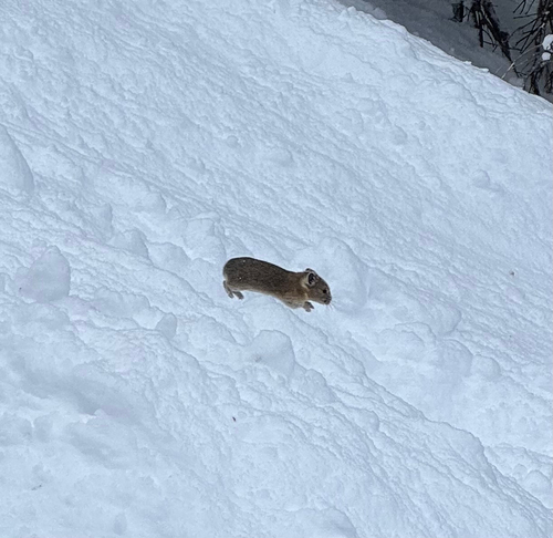 American Pika