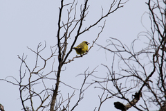 Crithagra citrinelloides