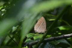 Mycalesis janardana