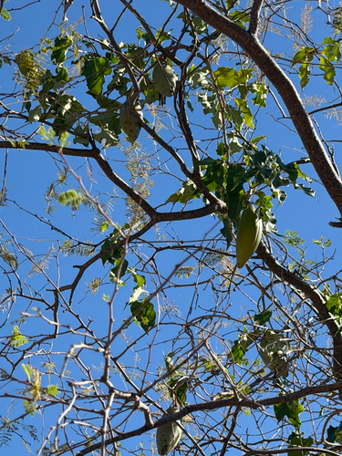 Ruehssia edulis