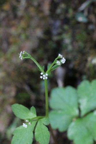 Sanicula lamelligera, 2026-03-15