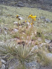 Espeletia boyacensis