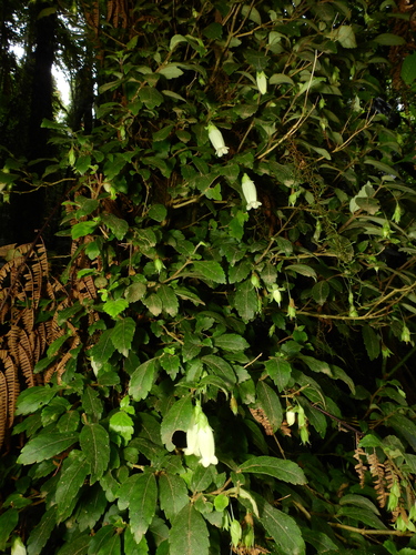 fieldia (Fieldia australis)