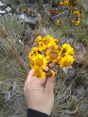 Espeletia boyacensis