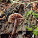 Gymnopus sequoiae - Photo (c) debk, algunos derechos reservados (CC BY-SA)