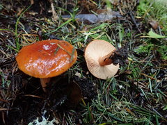 Lactarius subflammeus