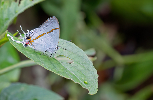Black-patch Hairstreak