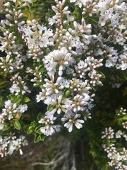 Veronica brachysiphon