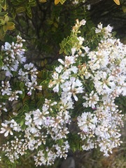 Veronica brachysiphon