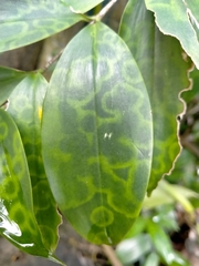 Dracaena surculosa